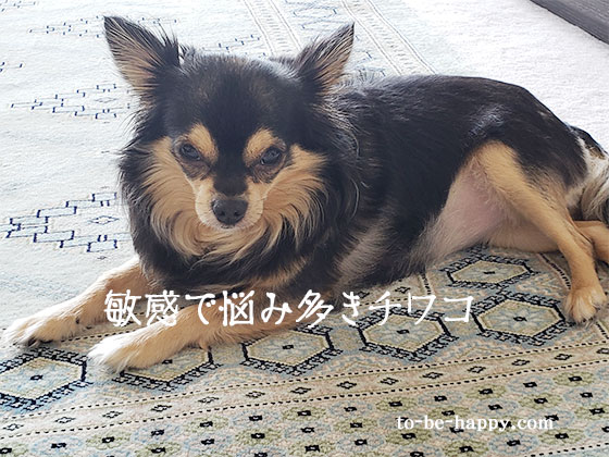 人や音に敏感な犬はすぐ吠えてしまう そんな時どうしますか 身近なこと身体 食 教育 受験の悩みを解決 健やかに心軽やかに To Be Happy