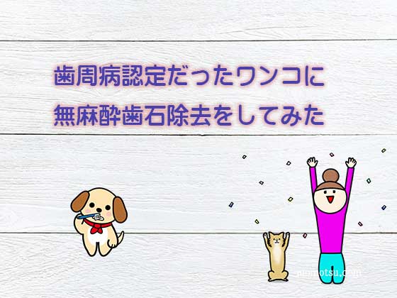 無麻酔歯石除去を初体験 本当に歯石は除去できたか 料金は 身近なこと身体 食 教育 受験の悩みを解決 健やかに心軽やかに To Be Happy