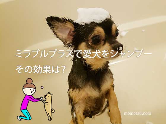 愛犬をミラブルプラスで洗ってみた 体臭や抜け毛は 本当の口コミ 身近なこと身体 食 教育 受験の悩みを解決 健やかに心軽やかに To Be Happy