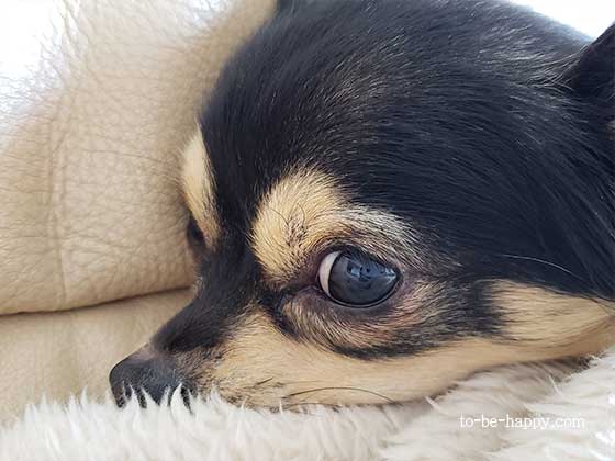 愛犬がものもらいに 治療方法や治療費 治療期間はどれくらい 身近なこと身体 食 教育 受験の悩みを解決 健やかに心軽やかに To Be Happy